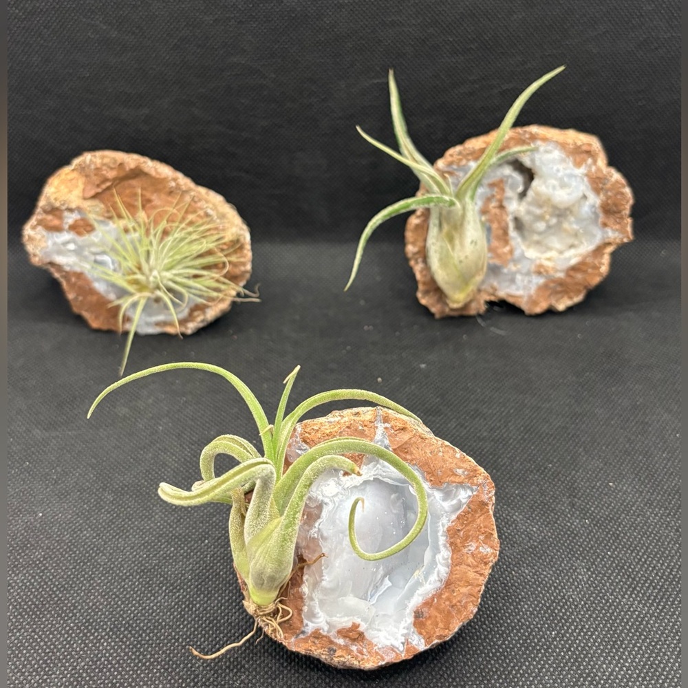 Uv Florescent Mexican Geode Agate Chalcedony Calcite Quartz Crystal 3 pc